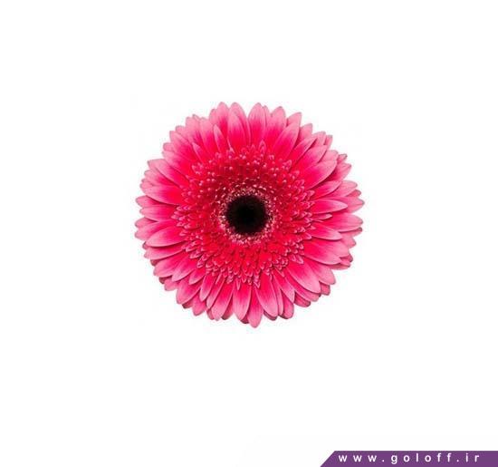 گل کلاسیک - گل ژربرا ماریاتا - Gerbera | گل آف
